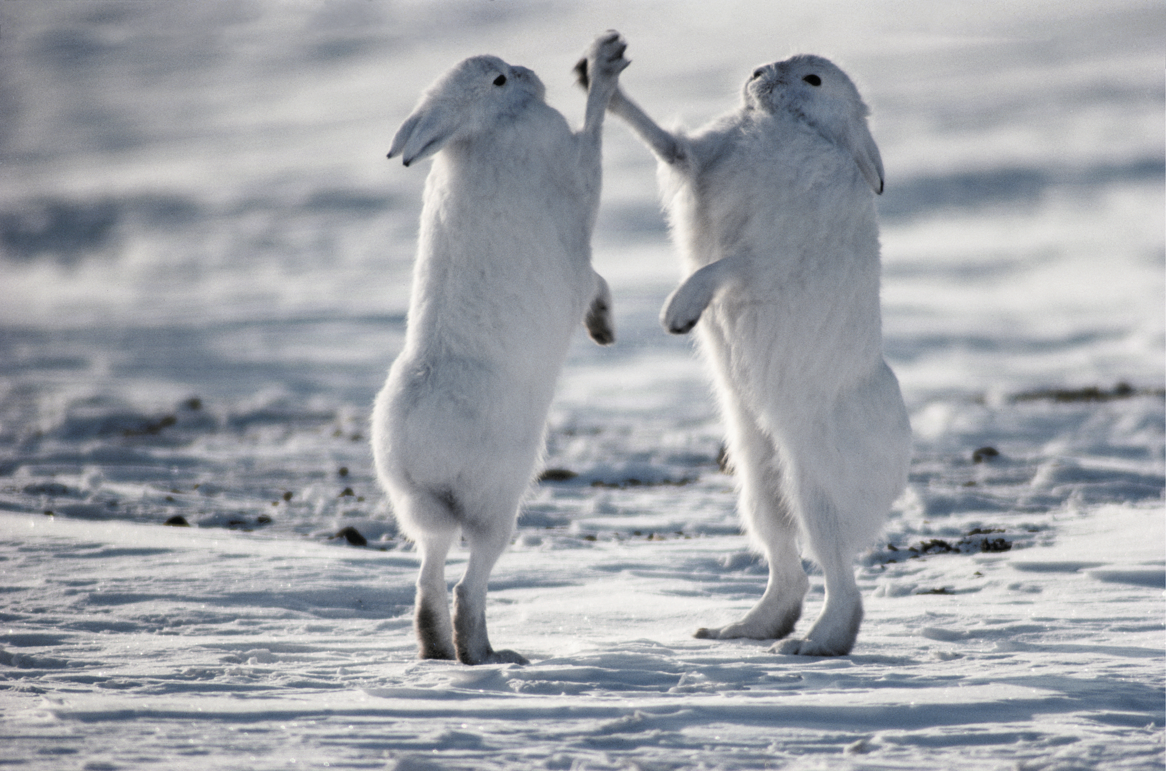 Boxing hares Art Wolfe