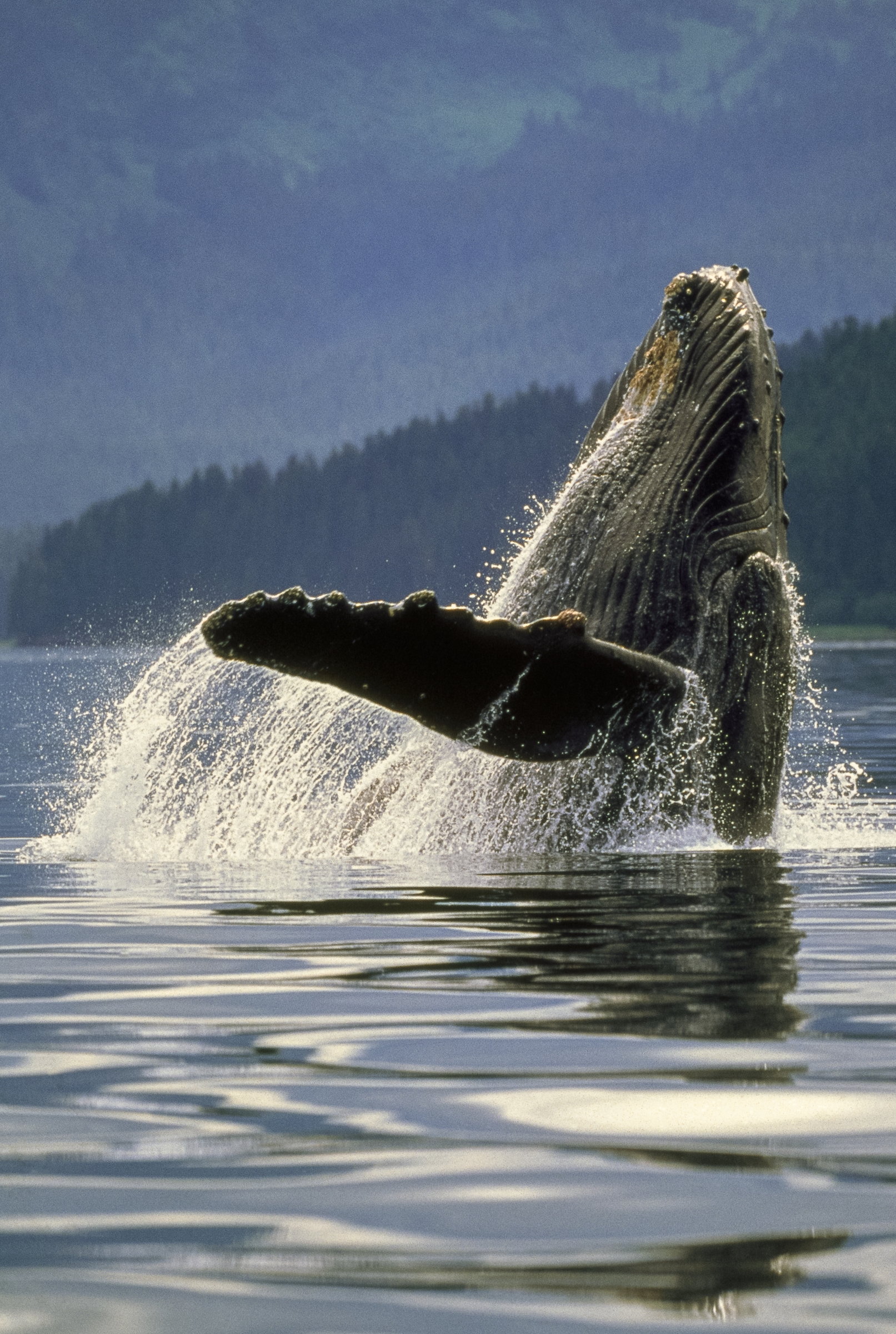 Humpback whale, Alaska, USA Art Wolfe