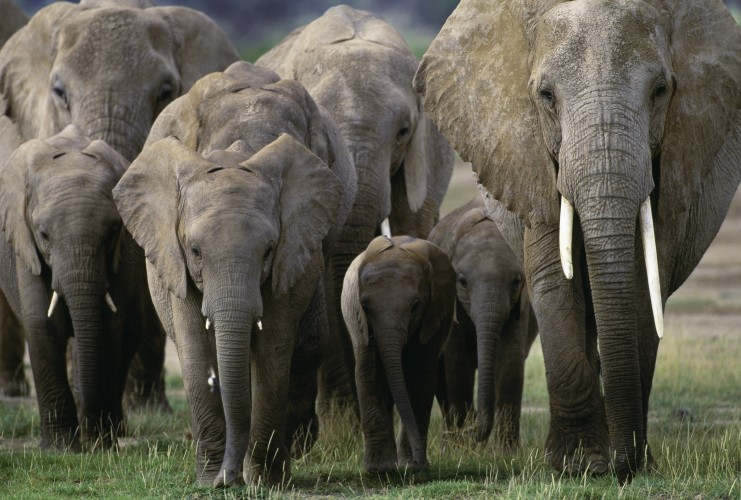African Elephant Herd, Amboseli National Park, Kenya Art Wolfe