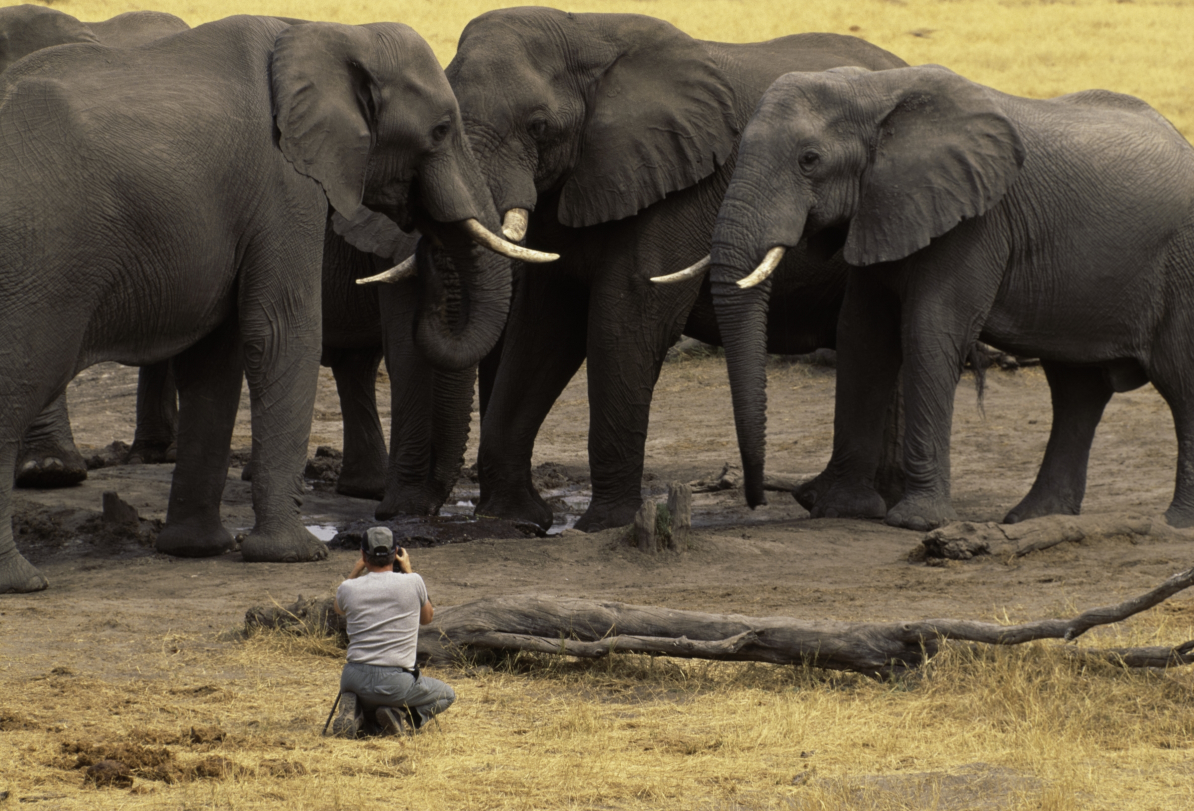 Art Wolfe Photographs Elephants, Botswana Art Wolfe