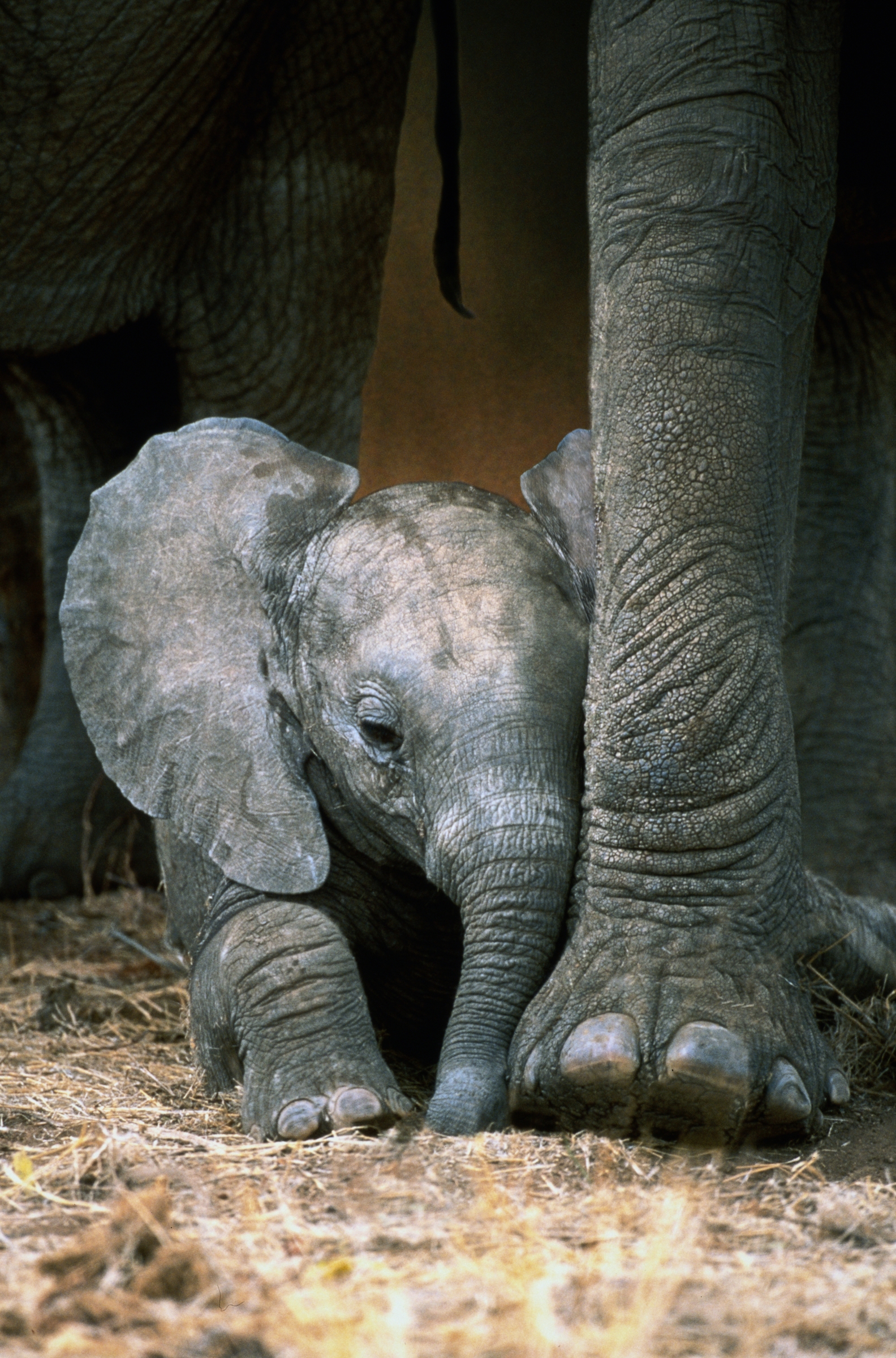 African Elephant Calf, Tarangire National Park, Tanzania Art Wolfe