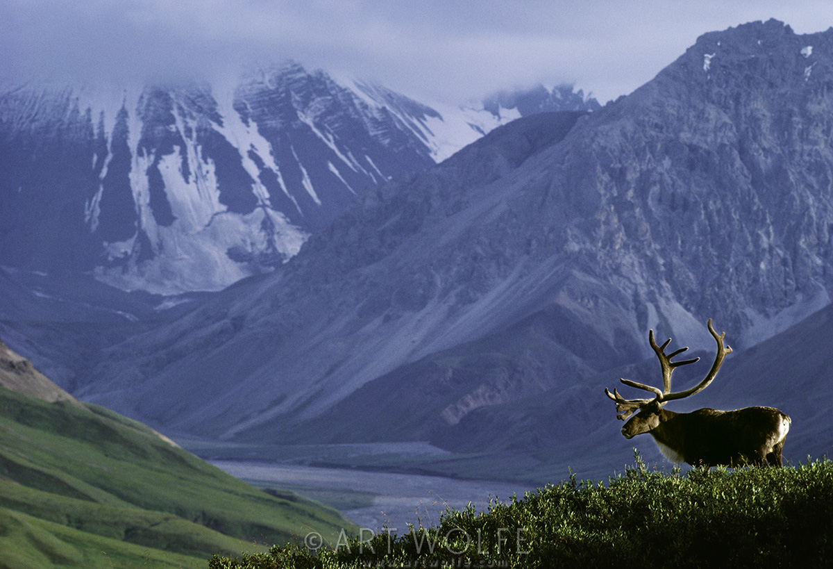 Happy 100th Denali National Park! Art Wolfe