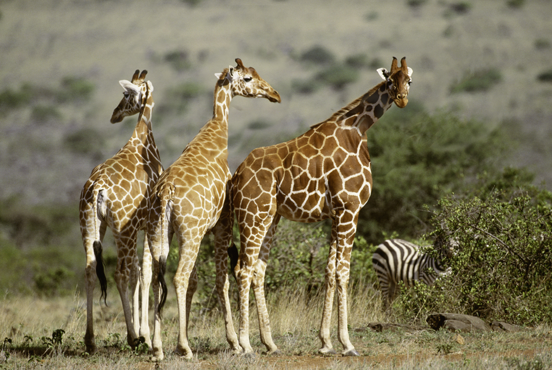 WildlifeWednesday ShortNecked Giraffes from Wakanda, Africa! Art
