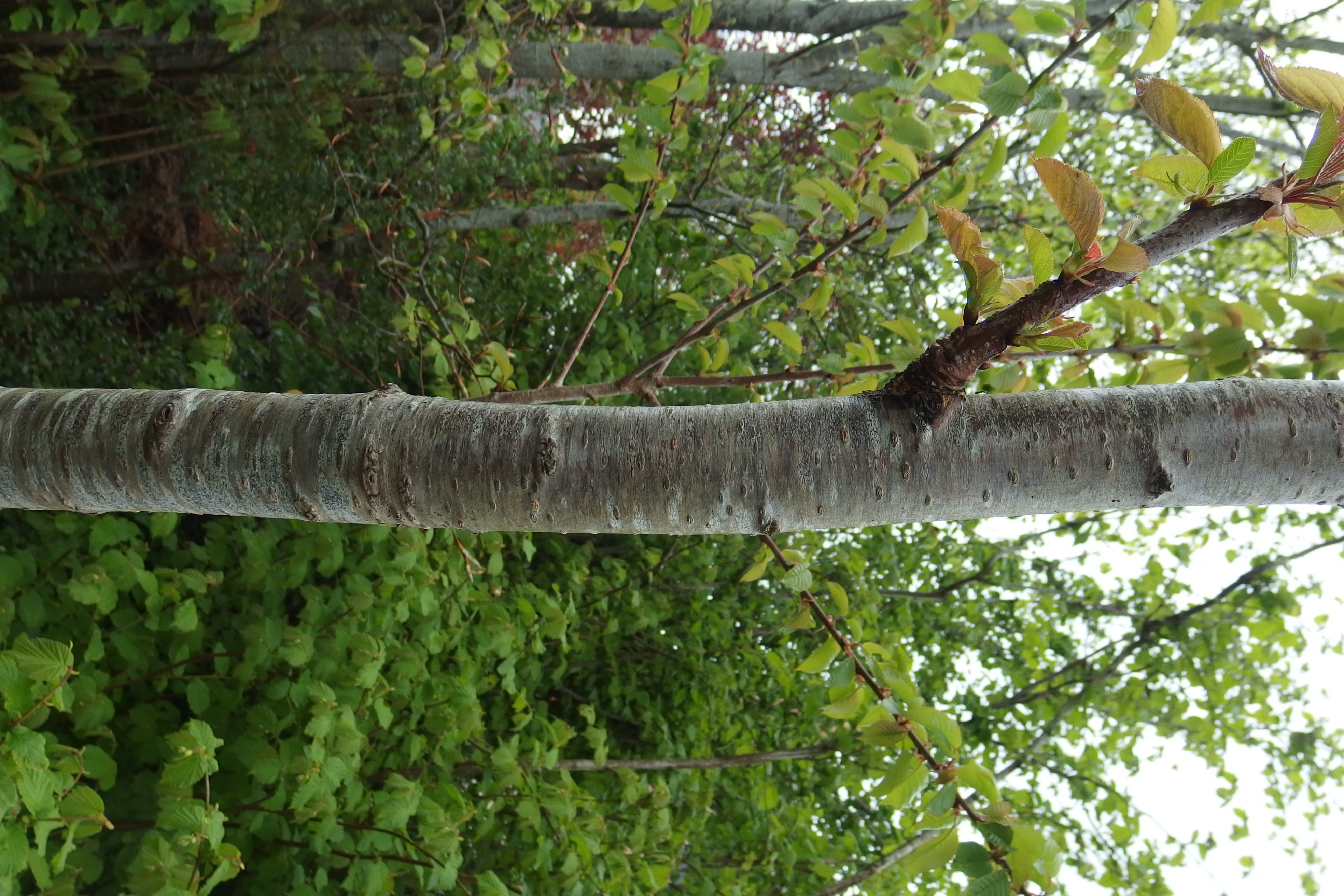 Arbre Qui Pousse Vite Et Haut. Finest Mtres Et Rsiste Trs Bien Lhiver C