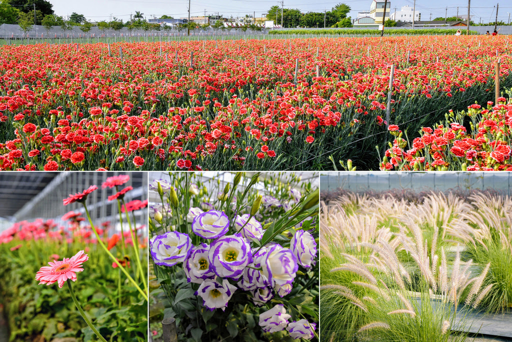 彰化景點【董家花田】彰化田尾草地野餐、義式料理