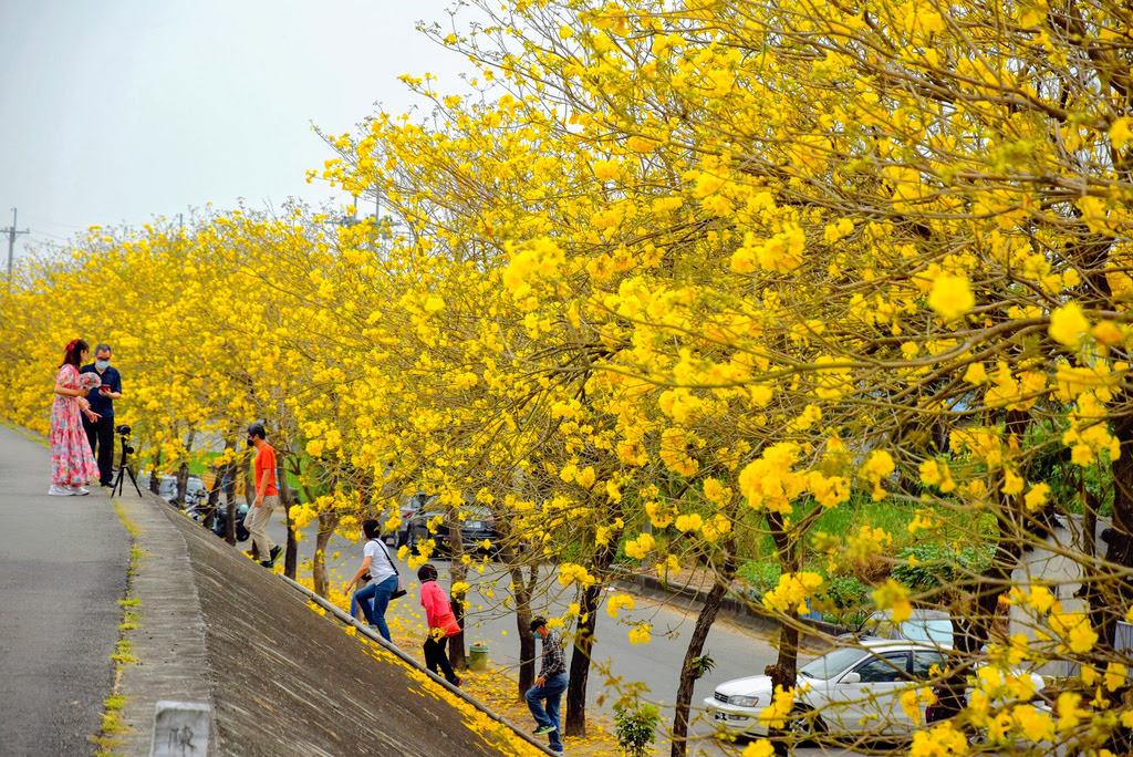 嘉義【大林陳井寮堤防黃花風鈴木】春日限定的黃色浪漫
