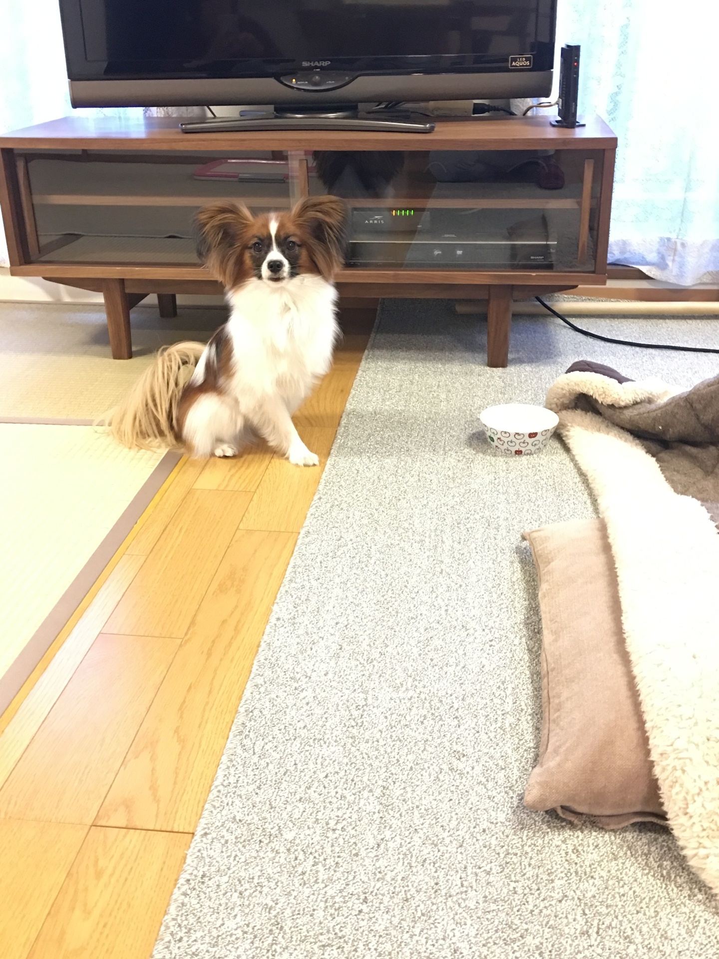 現代 もっと少なく 十 犬 カーペット 粗相 shhj.jp