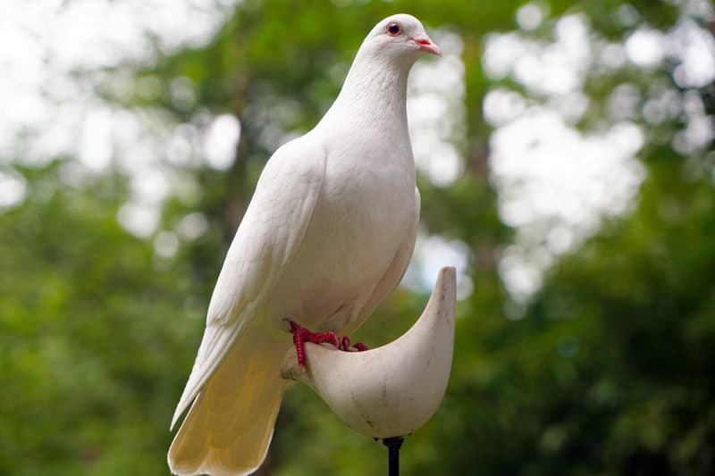 Connaissezvous Les Plus Beaux Symboles De L'amour