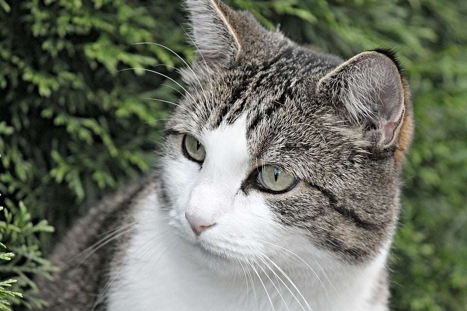43+ Gambar Hewan Kucing Dan Ciri Cirinya Dalam Bahasa Inggris Gratis