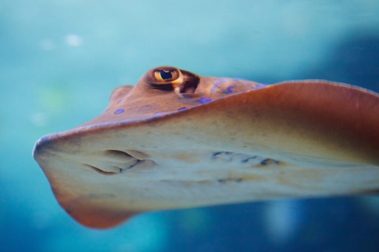 Ciri Ciri Katak Dalam Bahasa Inggris Ini Cirinya