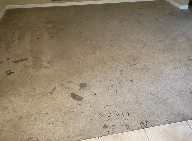 Gallery Before After Cleaning Images ASAP Carpet Cleaning