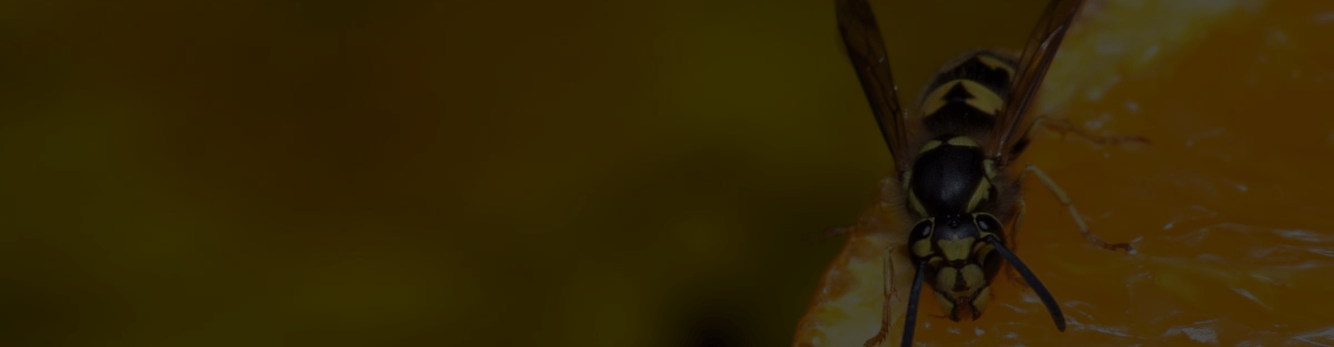 Wasps Control Services Saskatoon ASA Pest Control