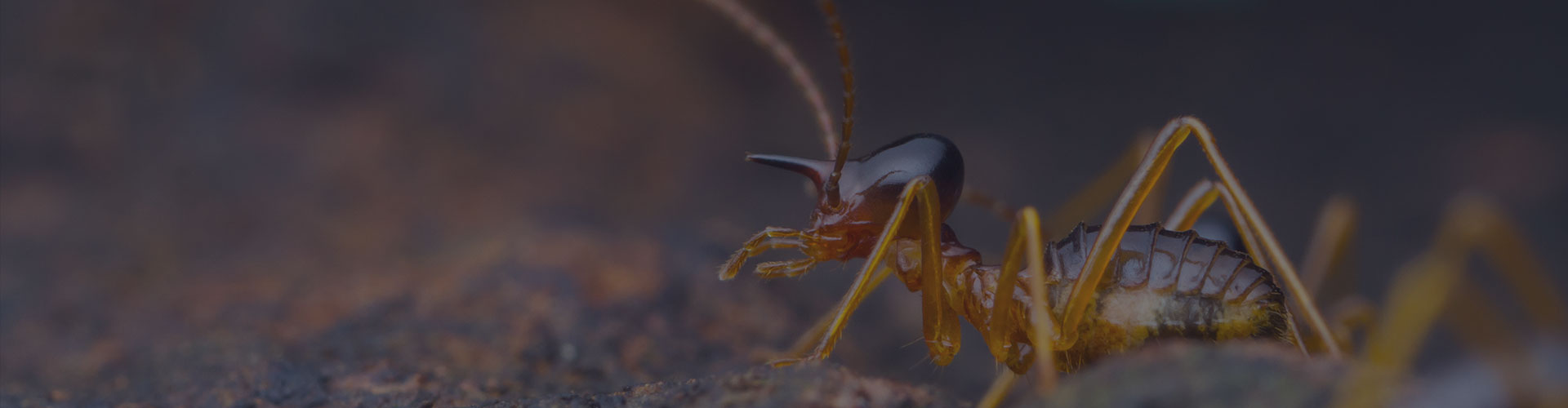 ASA Pest Control Saskatoon