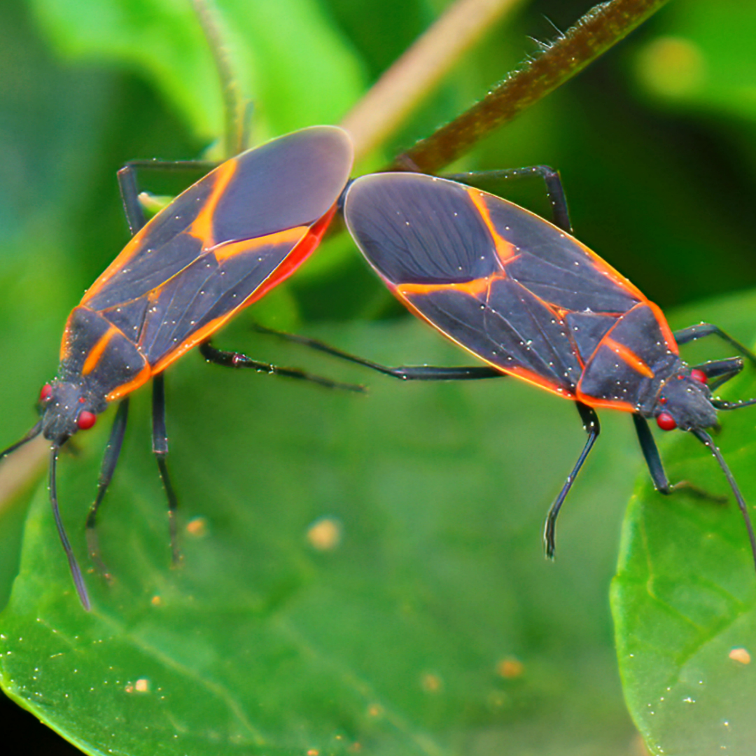 How to Identify & Get Rid of Boxelder Bugs ASAP Pest Control
