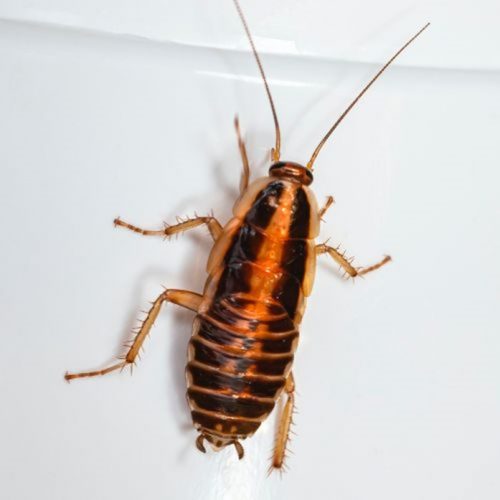 German Cockroaches Facts & Prevention ASAP Pest Control