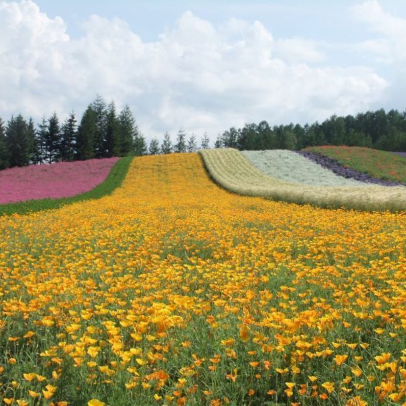 まだまだ最高！大ブレイクの富田ファーム美瑛 asatan