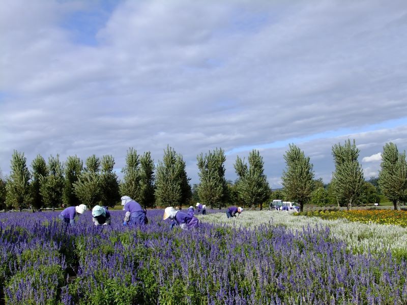 まだまだ最高！大ブレイクの富田ファーム美瑛 asatan