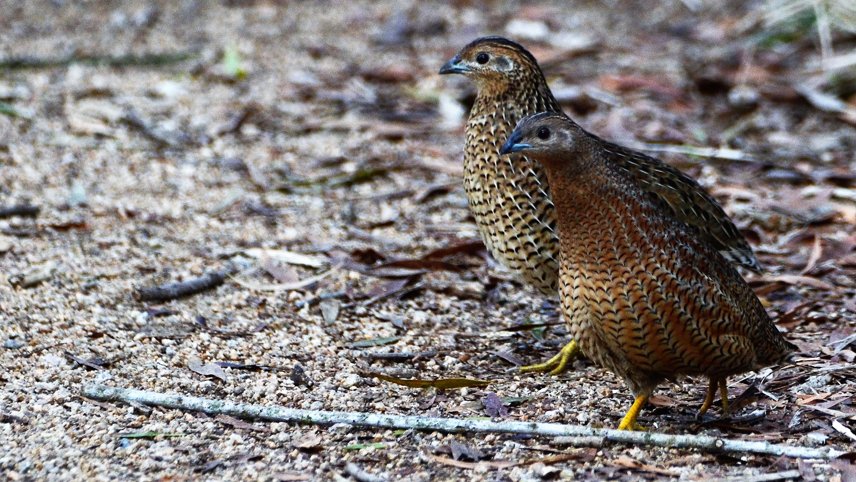Fact Sheet Coturnix Quail The Avicultural Society of Australia