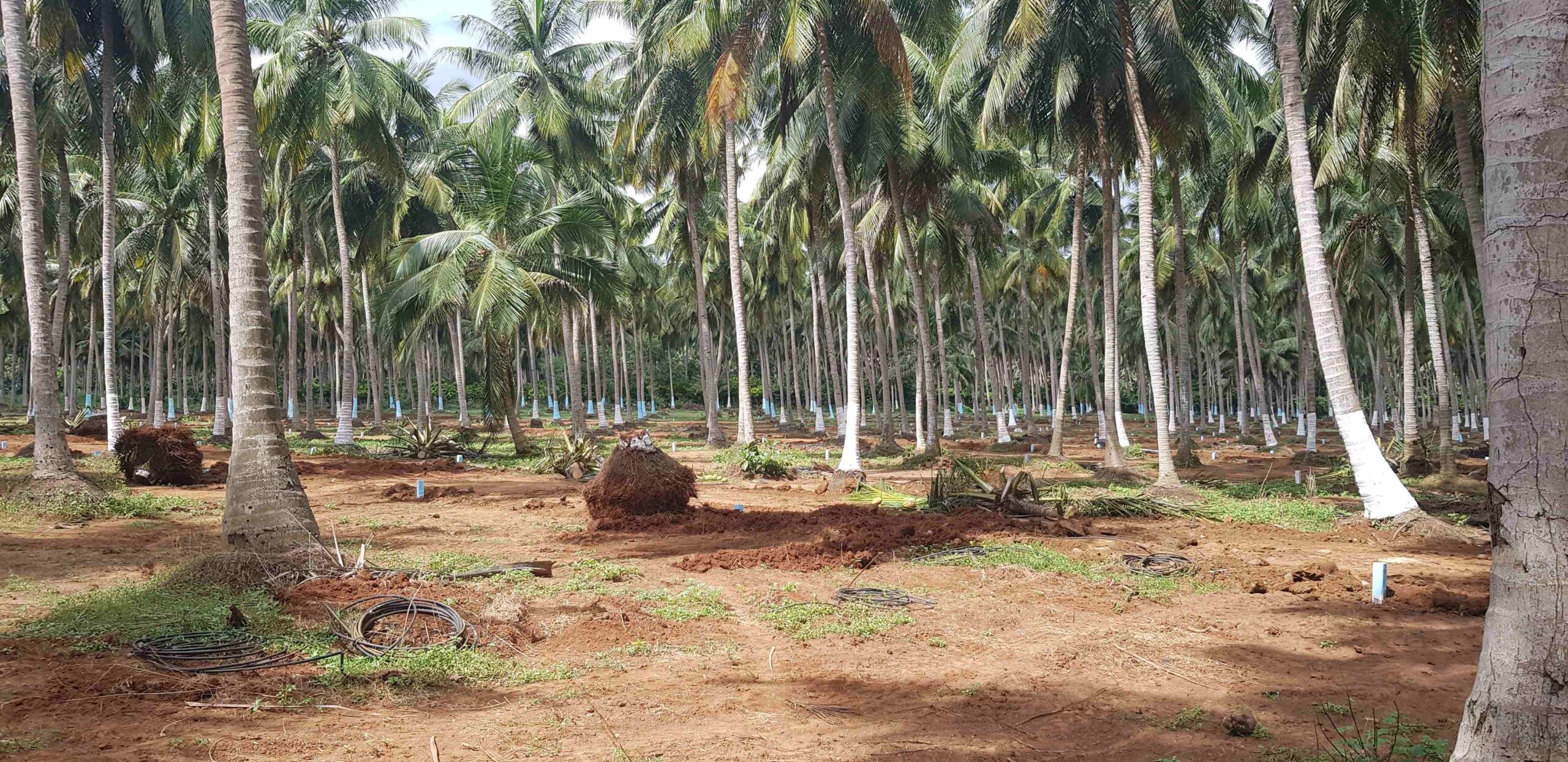 Coconut Gardens ASB Developers