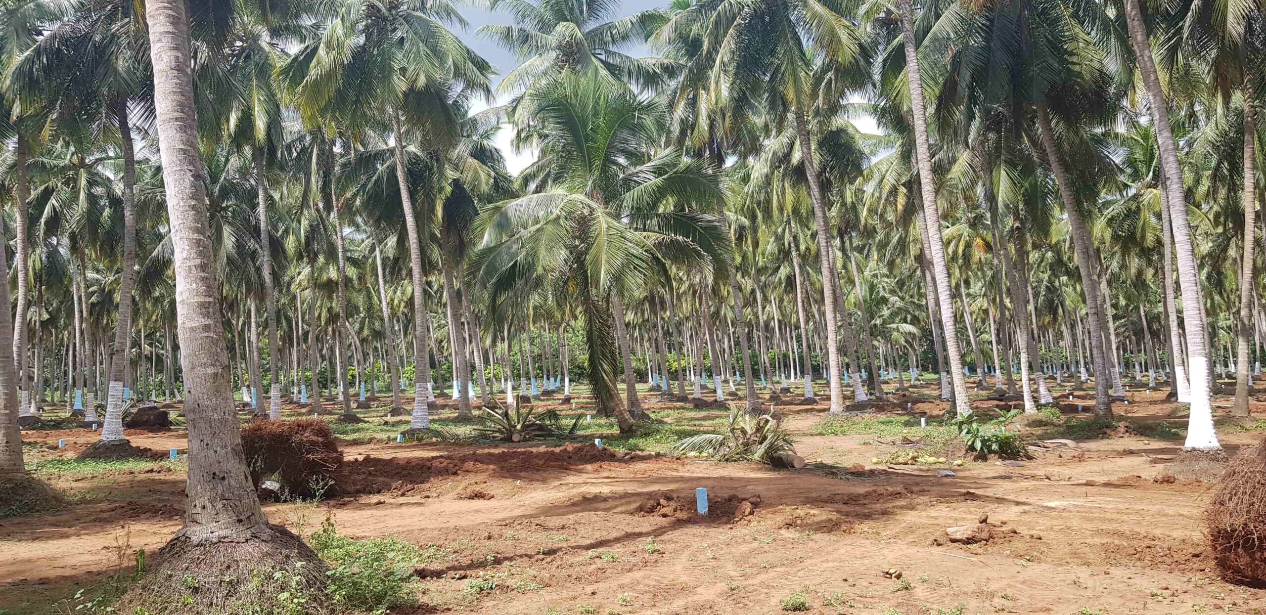 Coconut Gardens ASB Developers