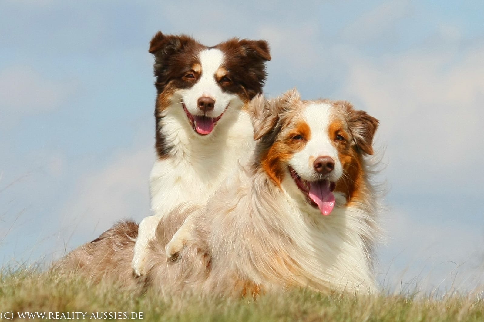 Mini Australian Shepherd Puppies For Sale Under 500