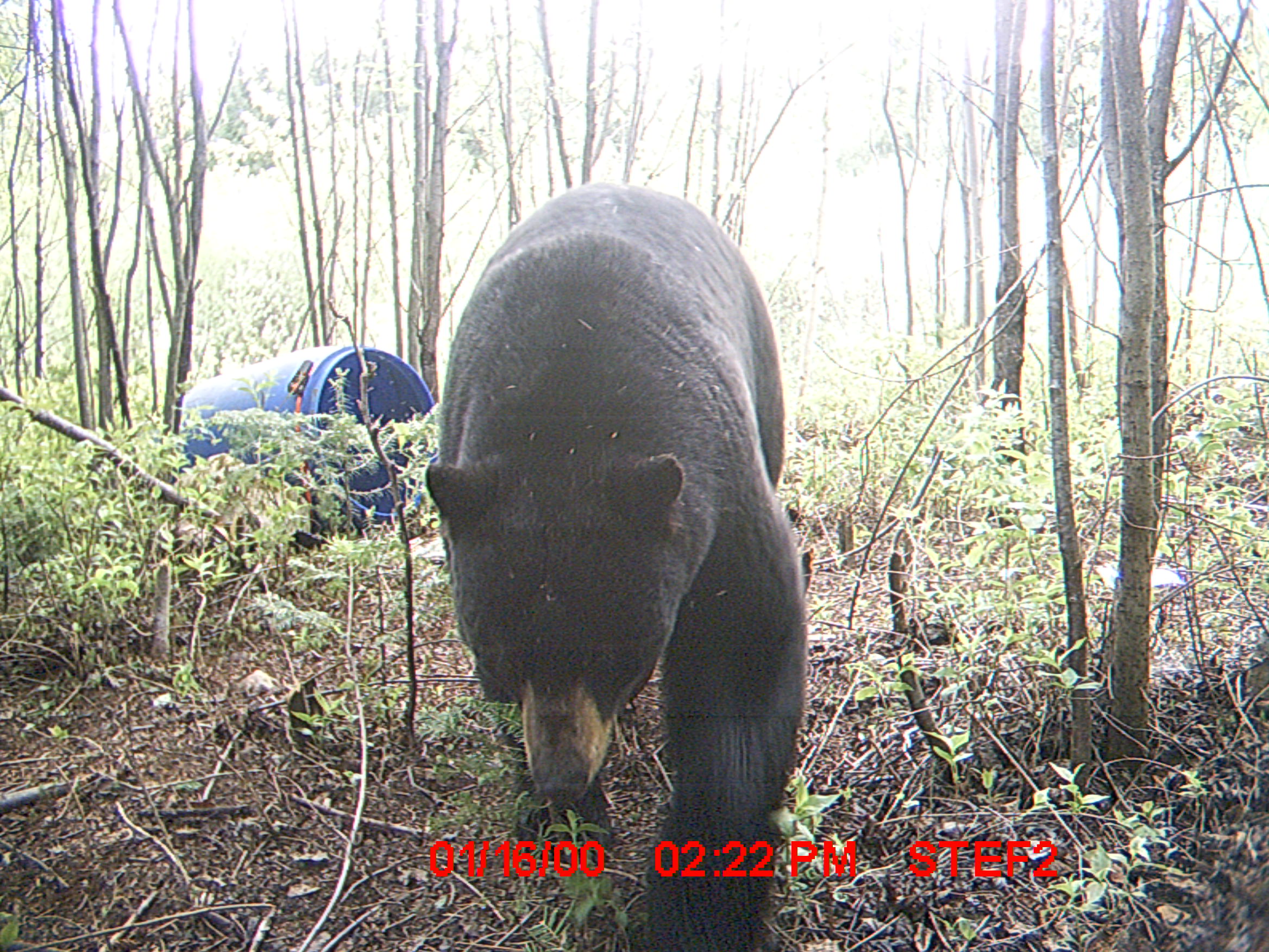 Chasse à l’ours noir au Québec – printemps 2014 | ASCA 1969