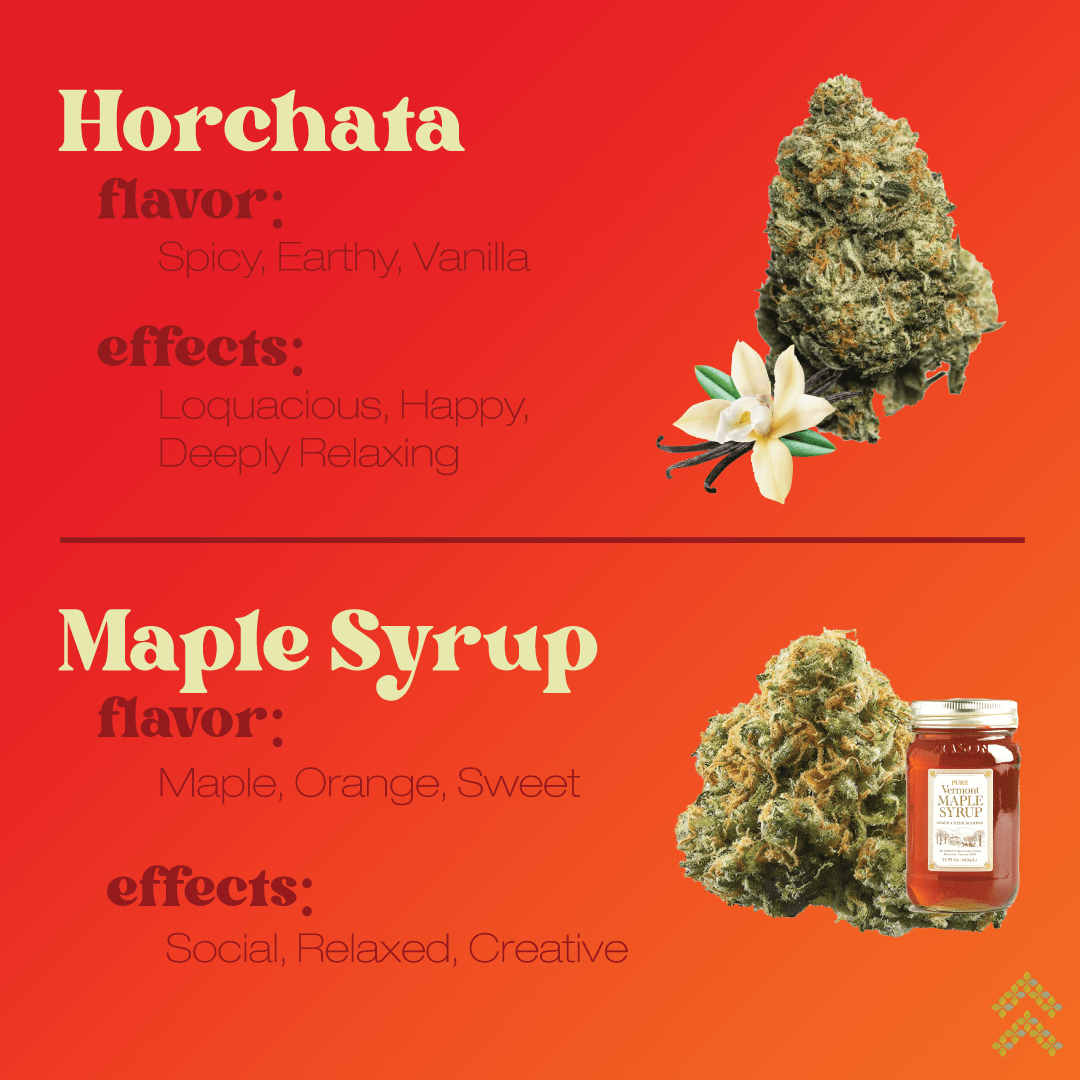 Best Fall Flavor Cannabis Strains Ascendancy Strains