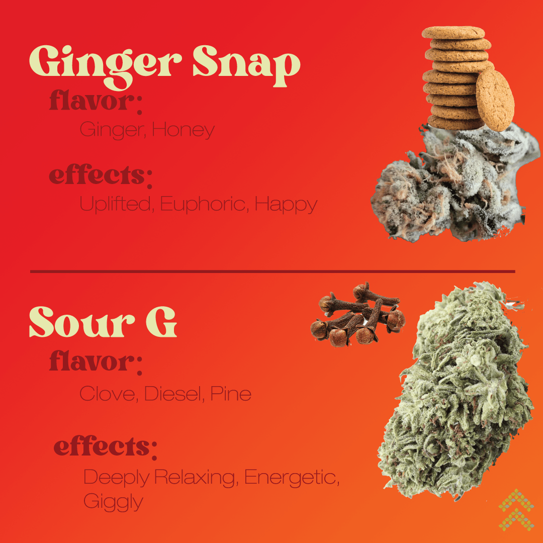 Best Fall Flavor Cannabis Strains Ascendancy Strains