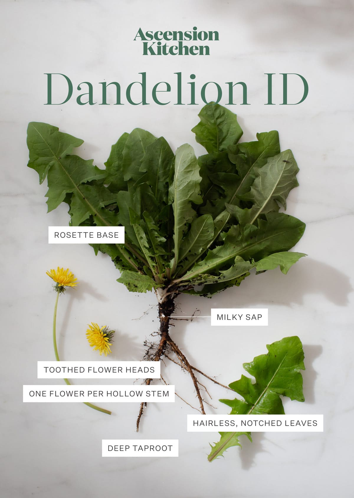 Dandelion With Taproot