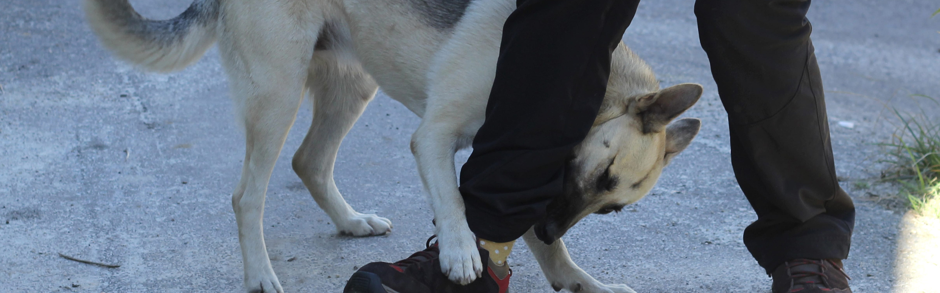 Dog Bites Injury Dog Bites Treatment in Houston, TX 77030