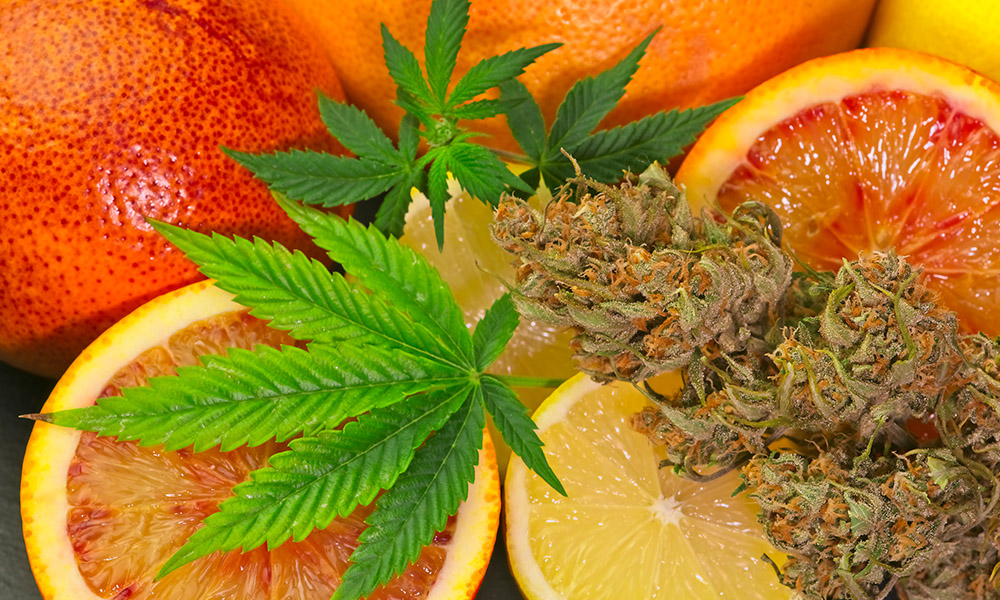 Top Weed Strains 2021 Mammoth Dispensary ASCENT