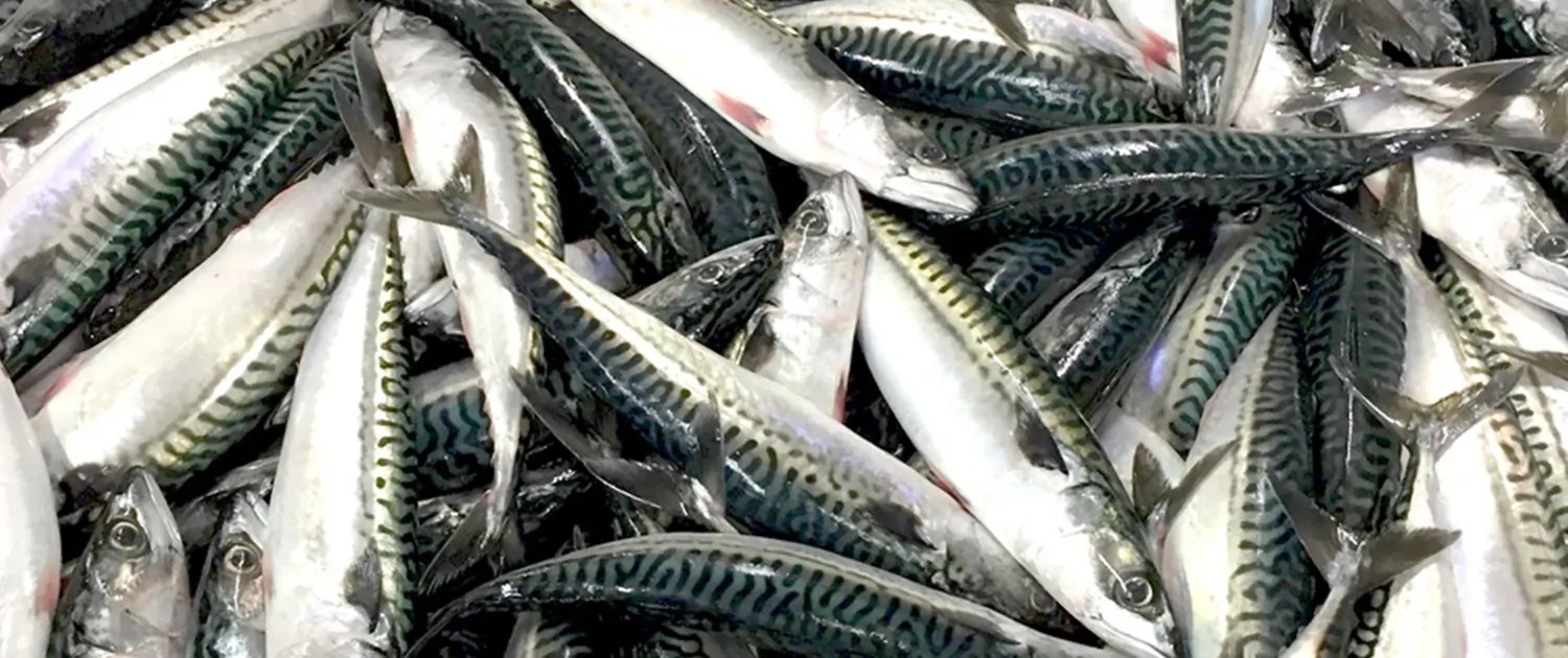 Buy Frozen Mackerel From Exporters In Norway Aschums Seafood Ab
