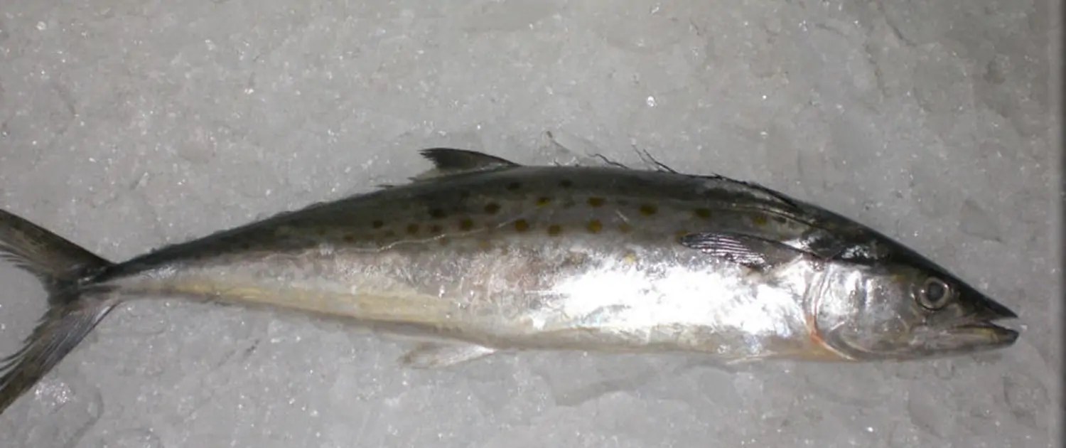 Buy Frozen Mackerel From Exporters In Norway Aschums Seafood Ab