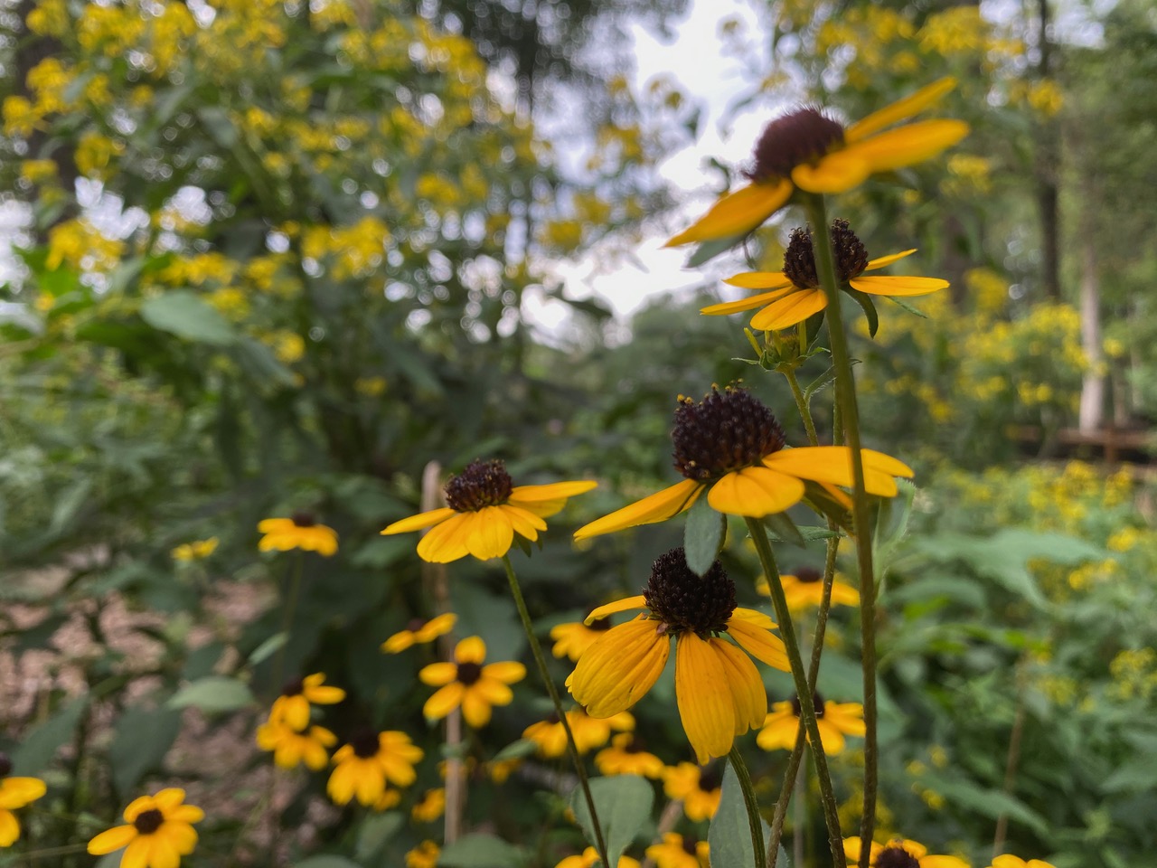 Why Use Native Plants in Your Yard Asclepias Landscape Design