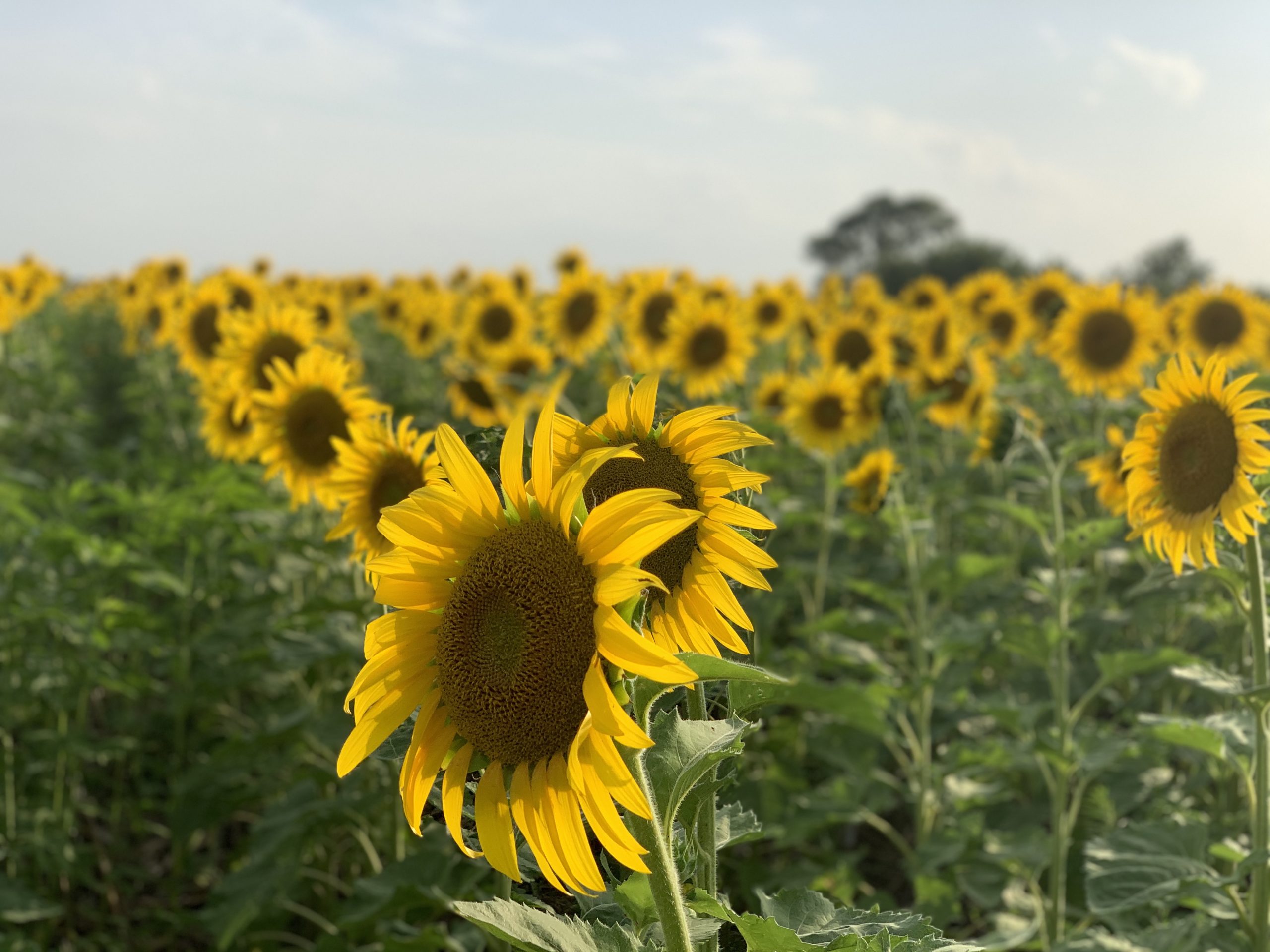 The Sunflower Prayer A Scriptured Life