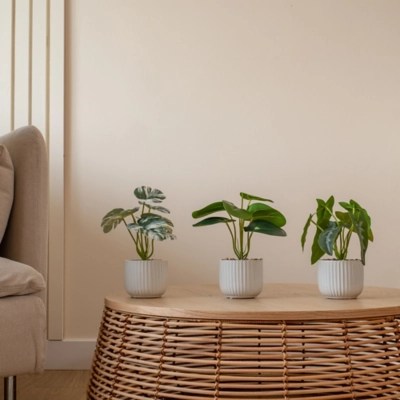 Set Of 3 Plants In White Ribbed Pots Home at ASDA