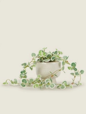 White Variegated Trailing Plant in Footed Pot Home at ASDA