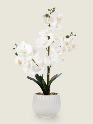 White Orchid in Ribbed Ceramic Pot Home at ASDA