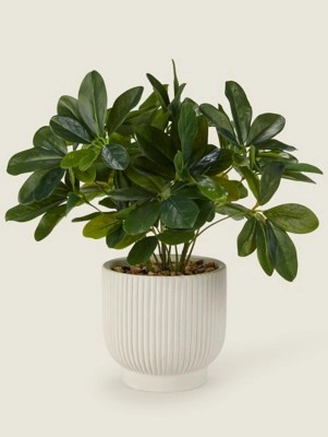 Artificial Umbrella Plant In White Ribbed Pot Home at ASDA