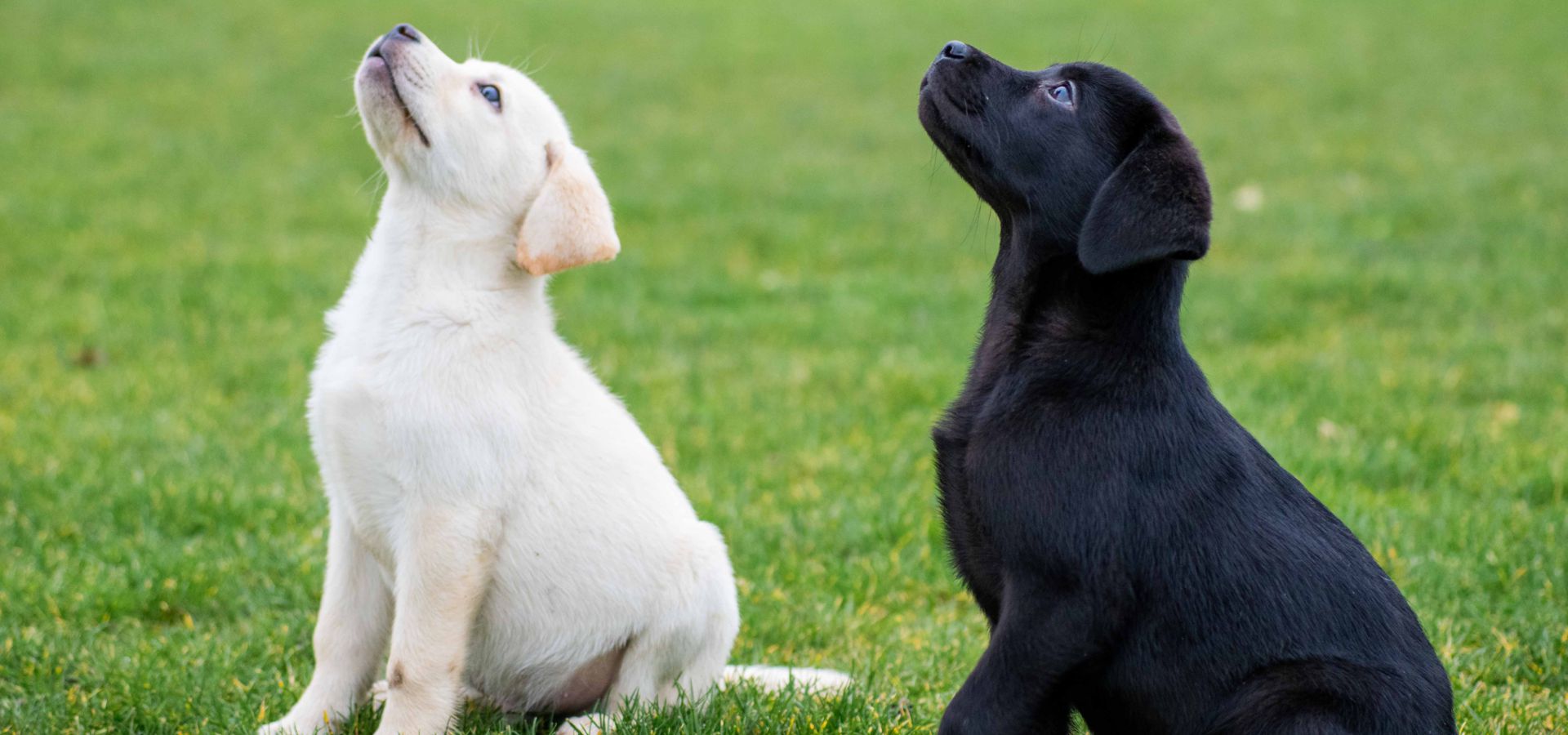 Assistance Dogs North Queensland
