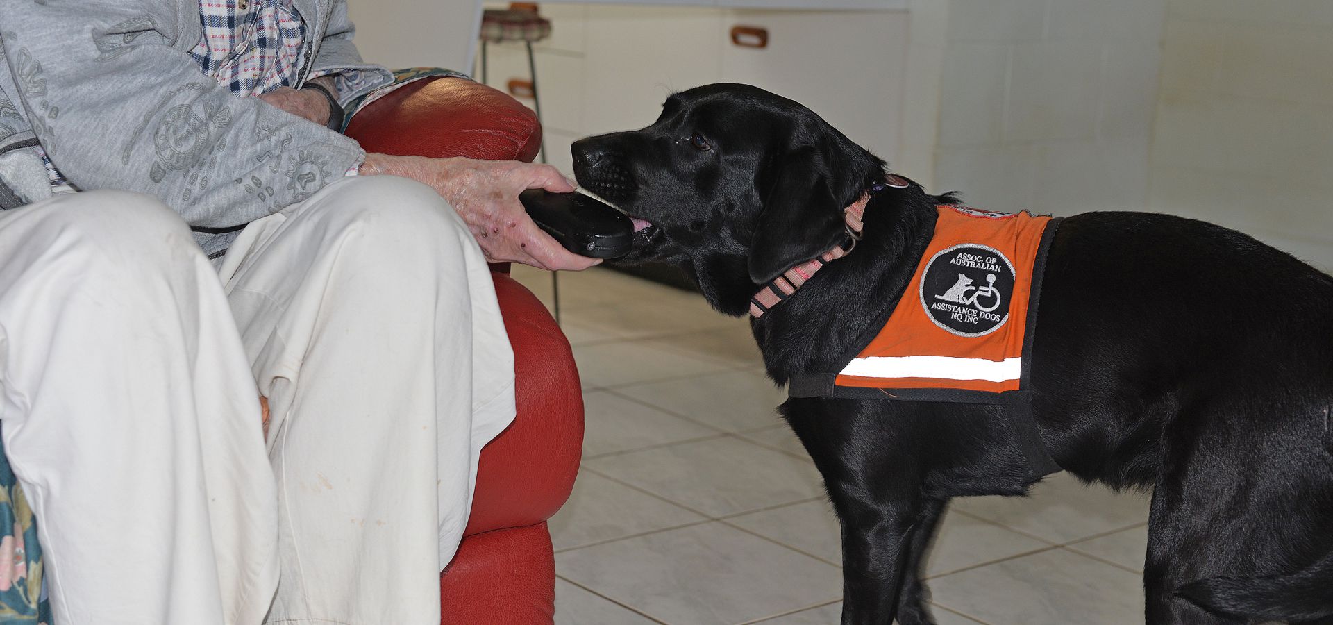 Assistance Dogs North Queensland