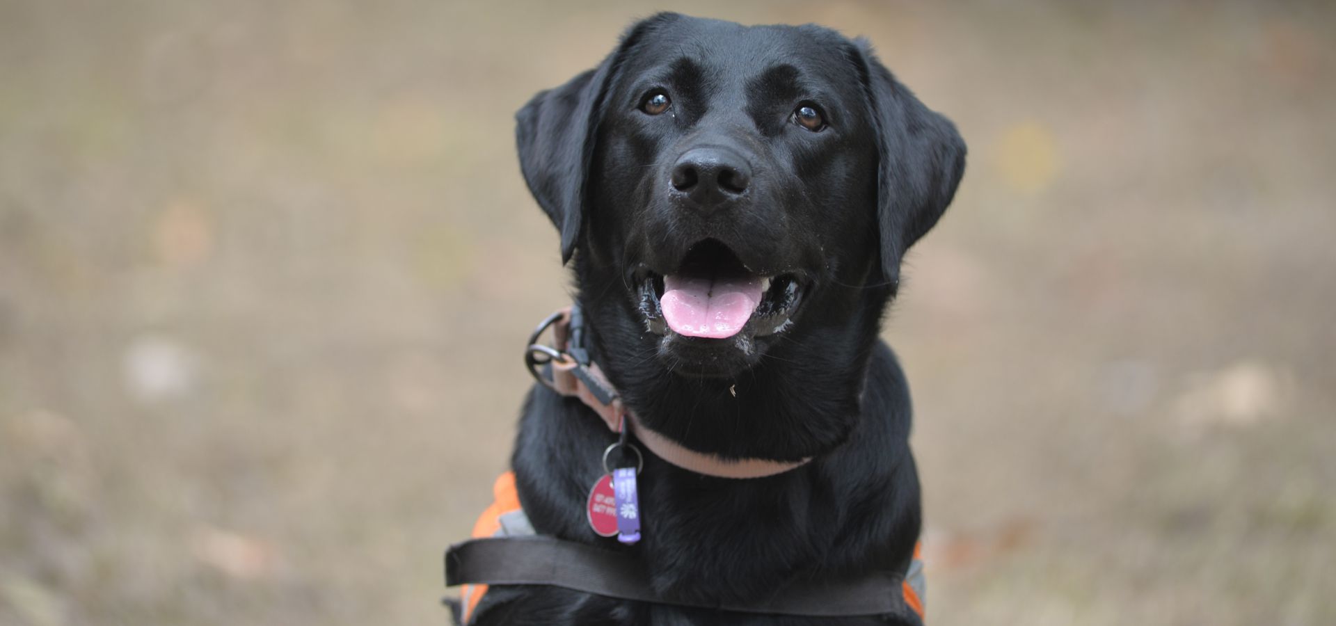 Assistance Dogs North Queensland