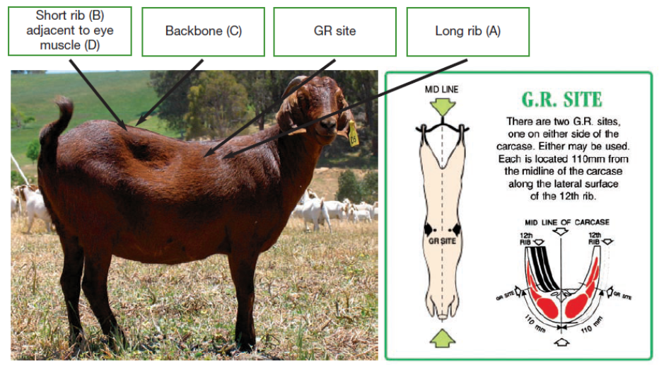 Australian Standards for the Export of Livestock > Goat requirements