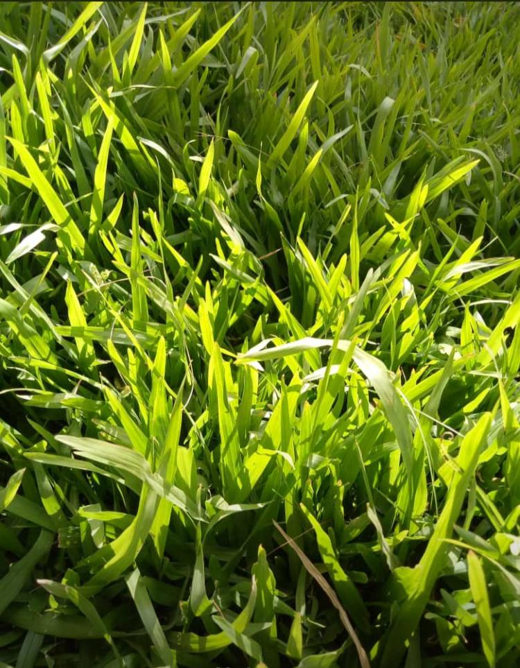 Types of Lawn Grass in Kenya