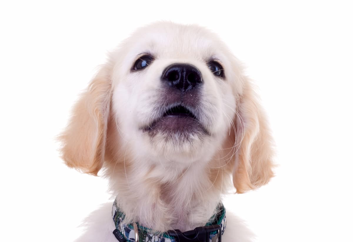 Comprehensive Puppy Veterinary Services Animal Hospital of