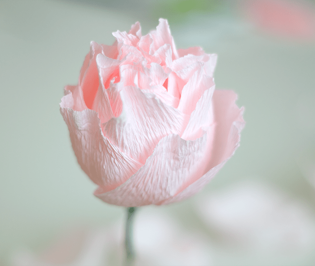 Paper Peony Tutorial Ash and Crafts