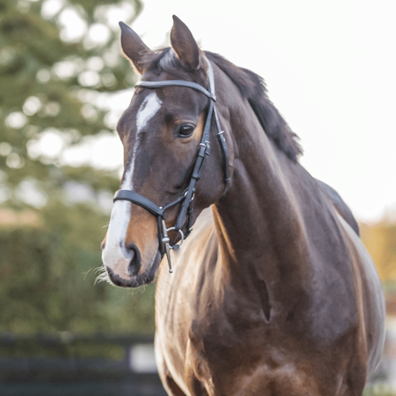 Ashdown Equestrian Import Irish Sport Horses