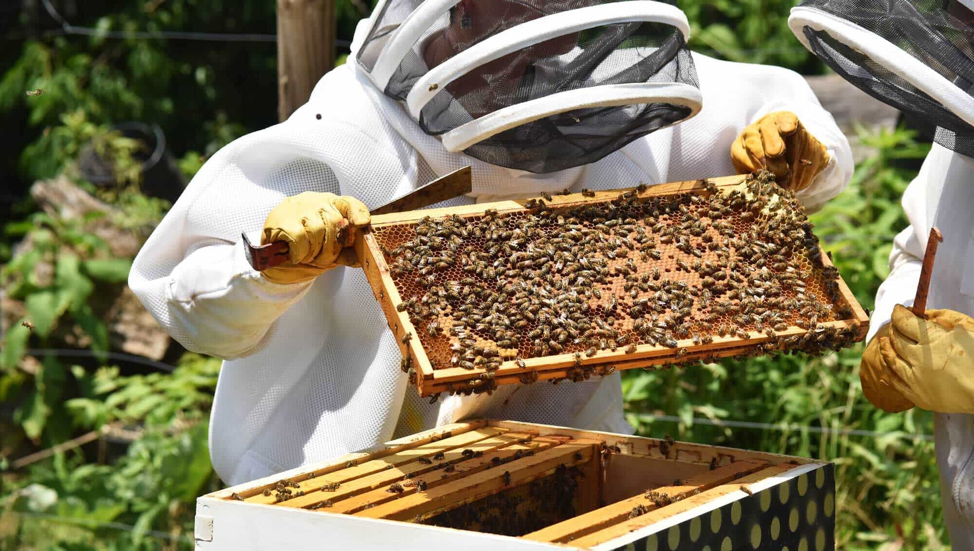 The Bee Charmer Community Asheville Bee Charmer