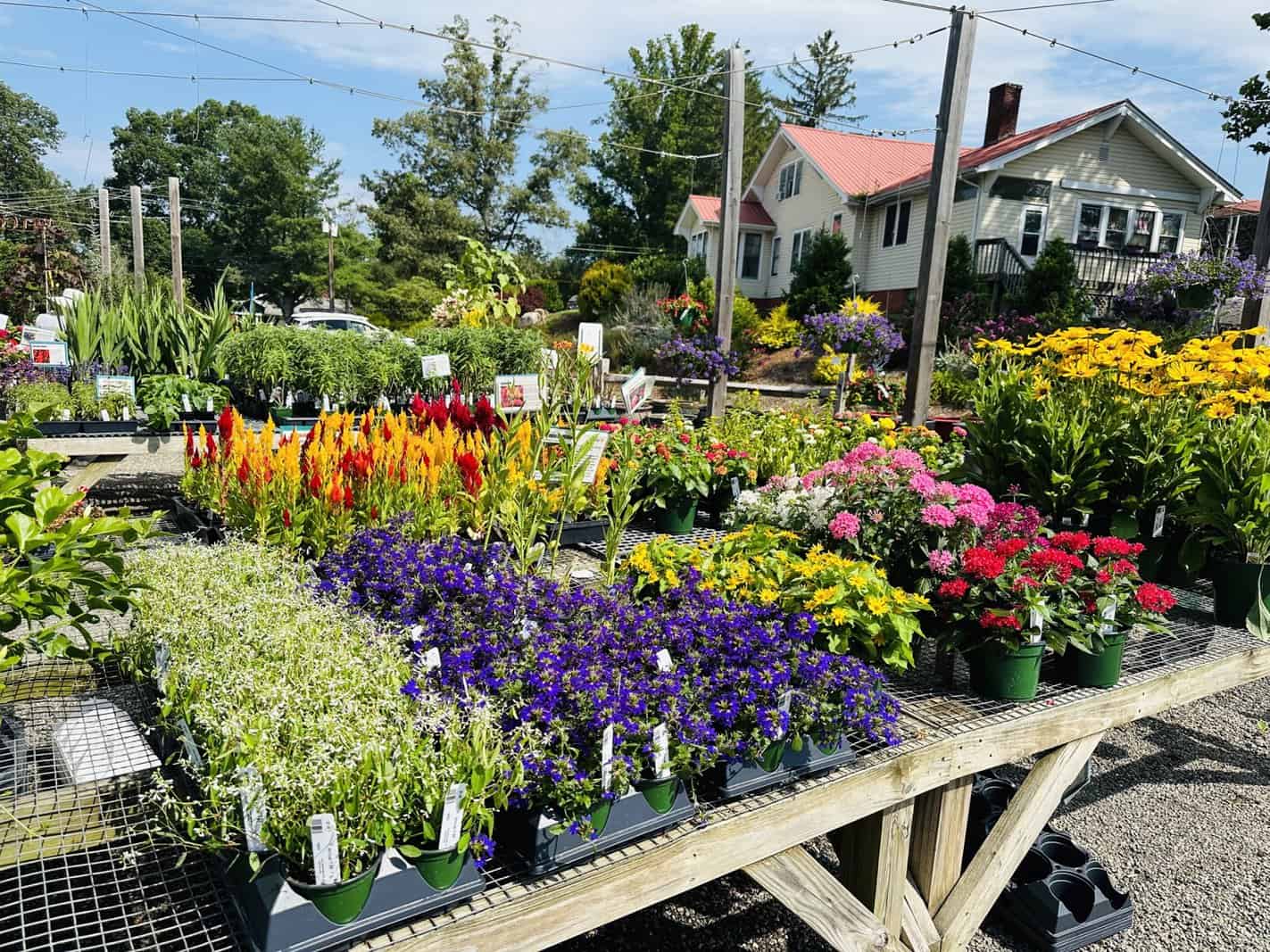 Reems Creek Nursery My Budget Hacks Asheville Gardener
