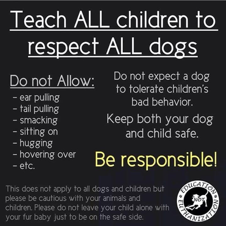 Respect Dogs Ashford Manor Labradoodles